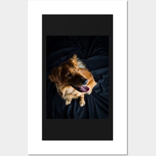 Golden Retriever Posters and Art